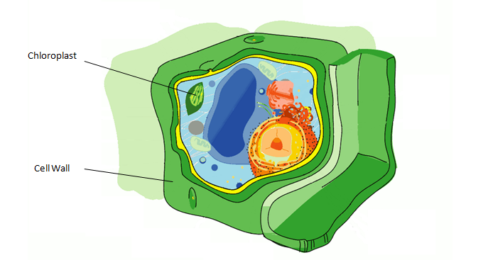 Plant Cell Blank Public Domain.PNG